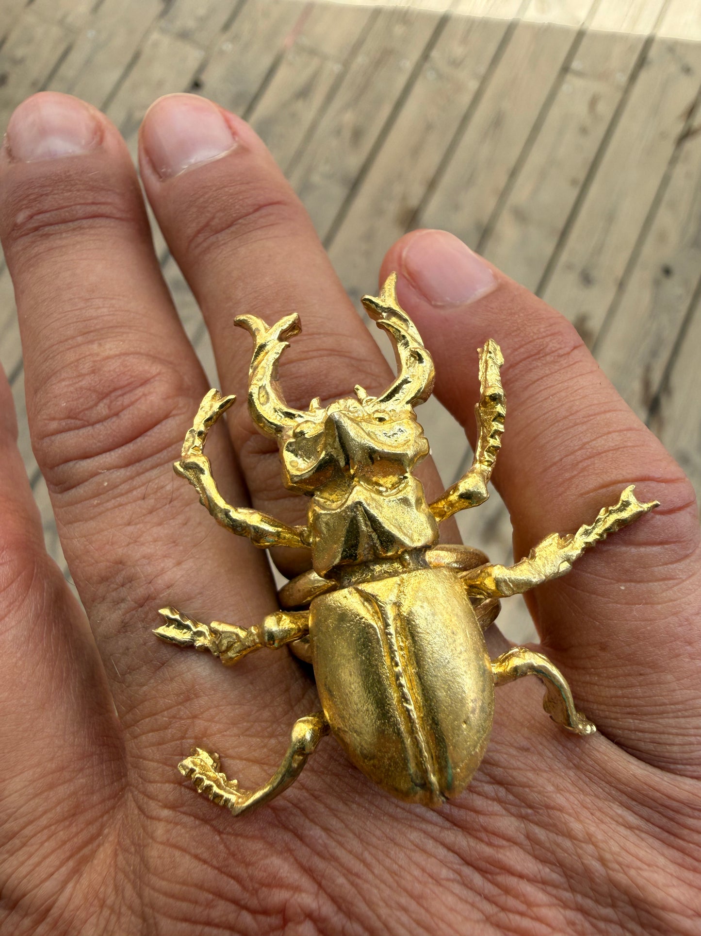 Stag Beetle