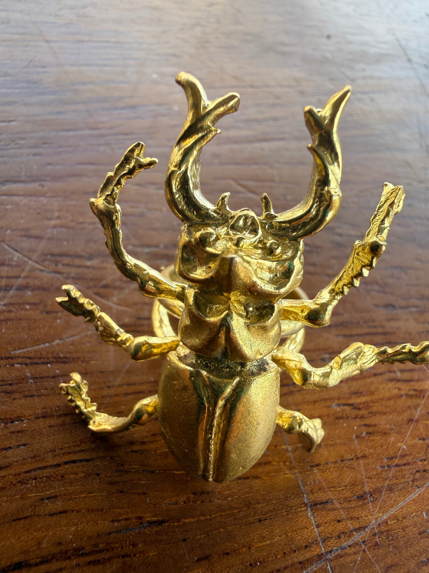 Stag Beetle