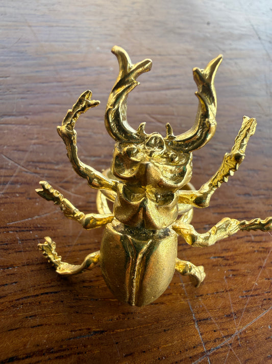 Stag Beetle